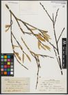 Foto von Salix pycnostachya Andersson